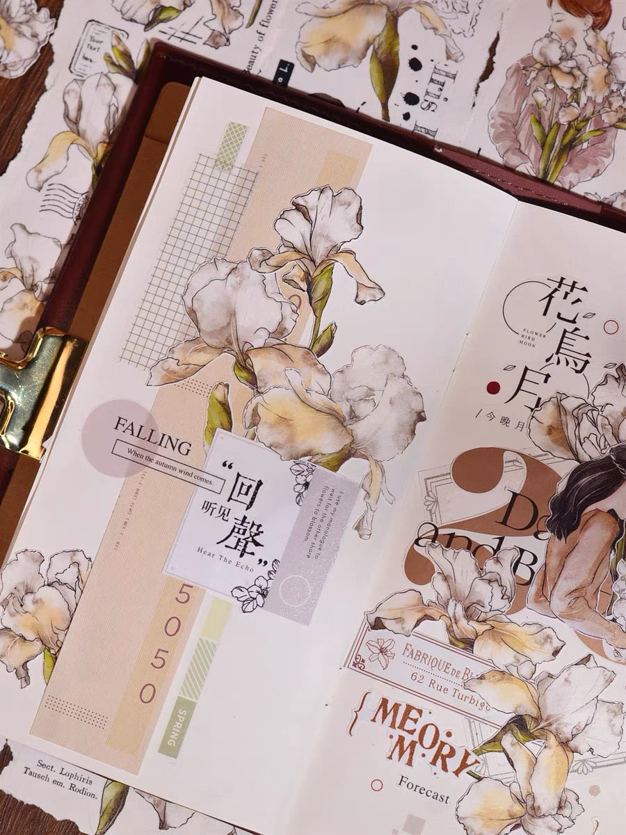 Xiaobai|Iris Bloom
